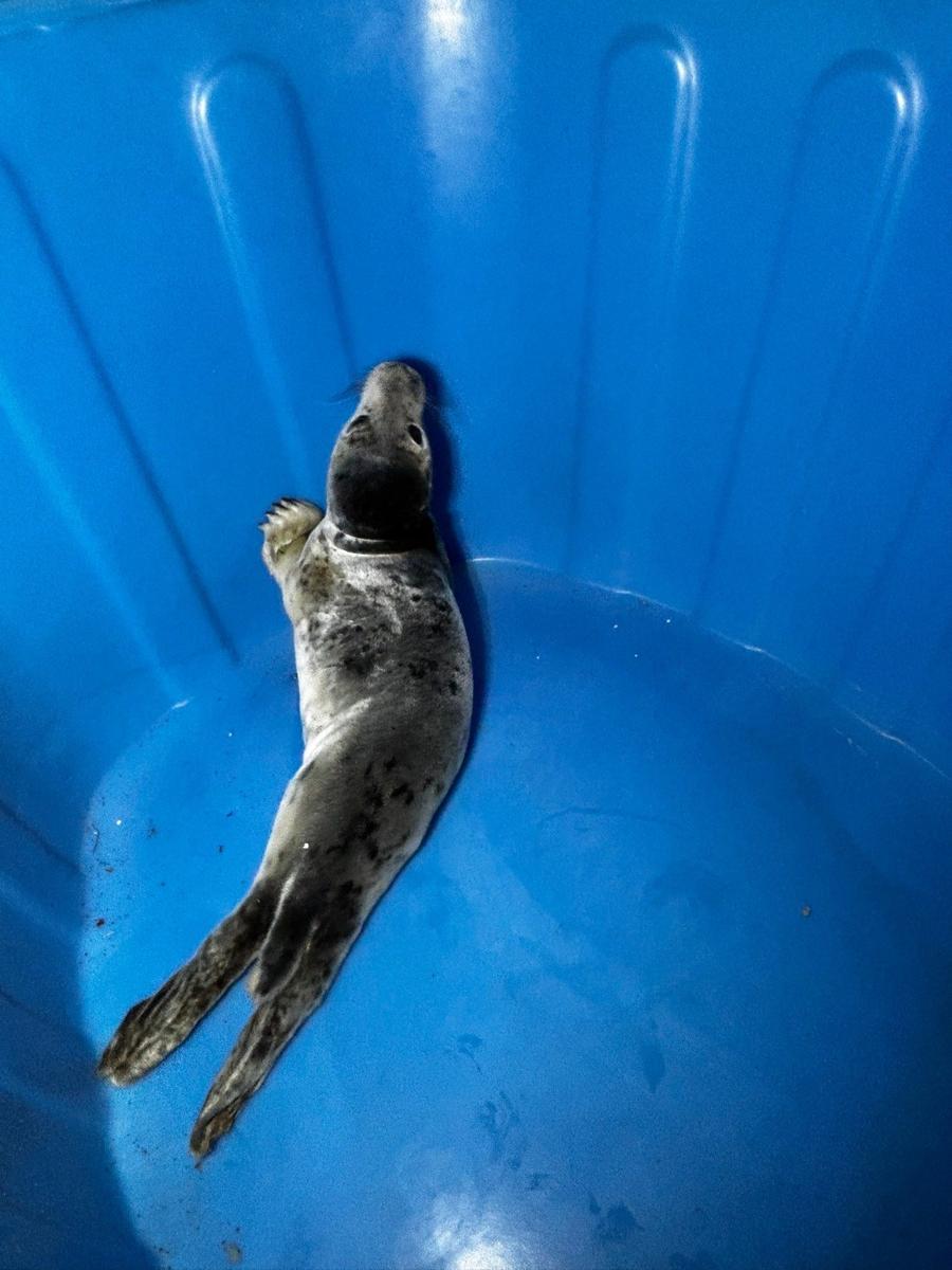 Фото: «Спасение тюленей»