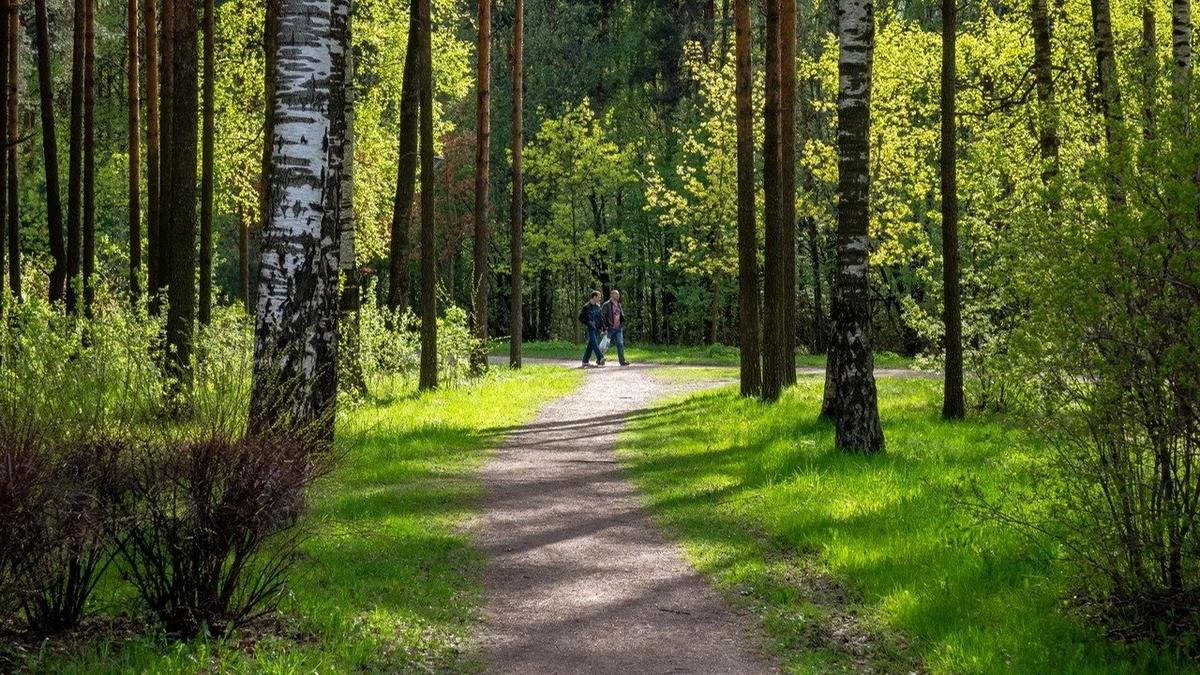 В Ленобласти ввели запрет на посещение лесов из-за жаркой и сухой погоды