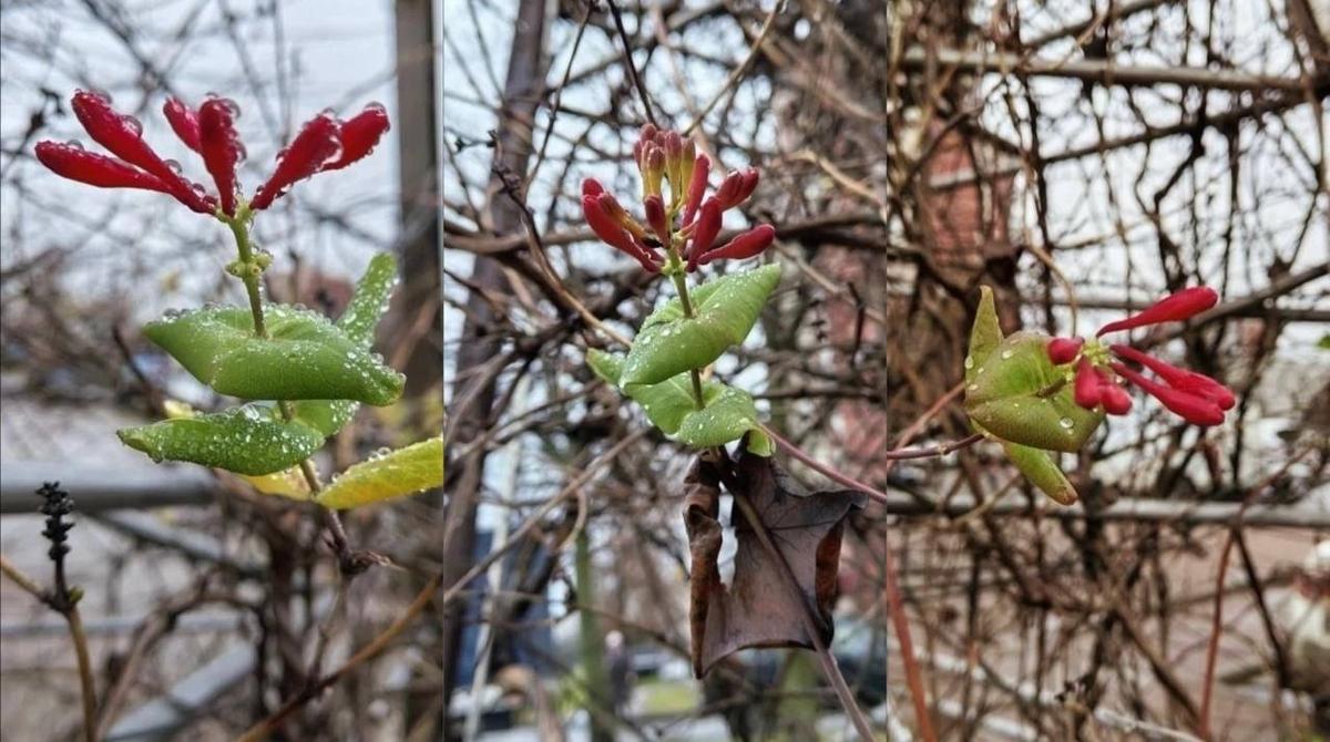 Фото: комитет по благоустройству