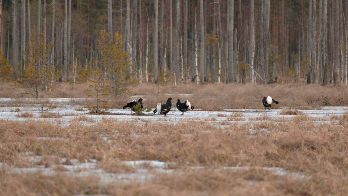 Фото: Павел Глазков / «Каждой твари по паре»