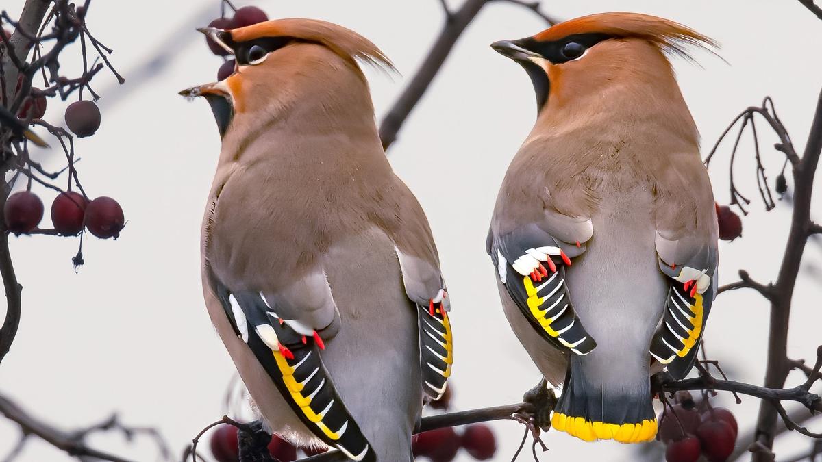 Стаи свиристелей заметили в Приморском районе