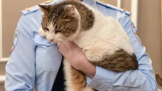 Фото: официальный представитель МВД РФ Ирина Волк