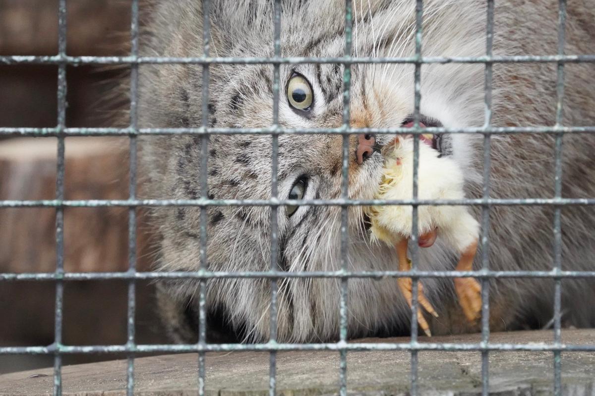 Манул Шу. Фото: Павел Борисенко / MР7