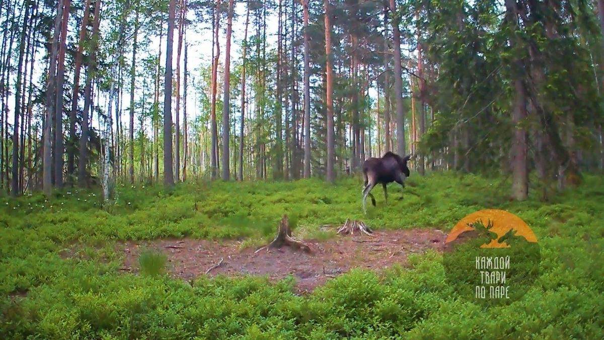 Фото: Павел Глазков / «Каждой твари по паре»
