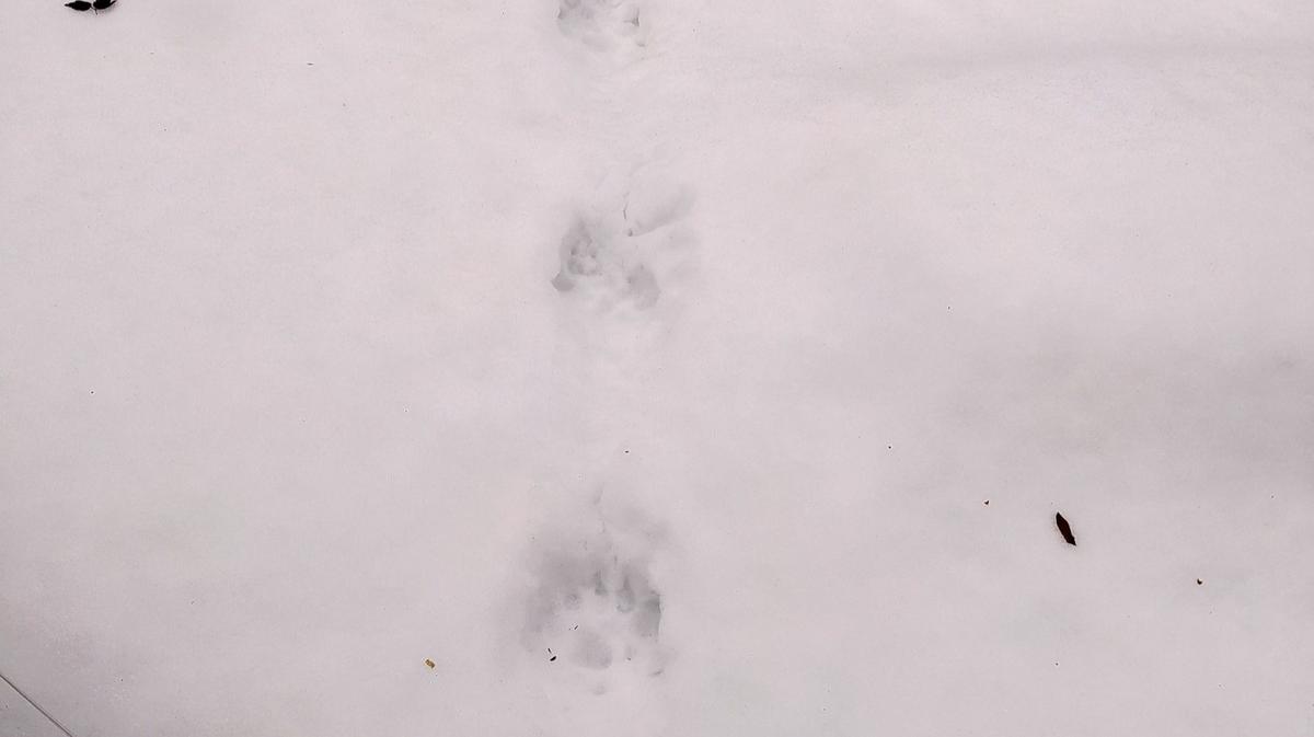 Следы животных Ленобласти. След Росомахи. Следы Росомахи на снегу фото. Росомаха животное следы на снегу.