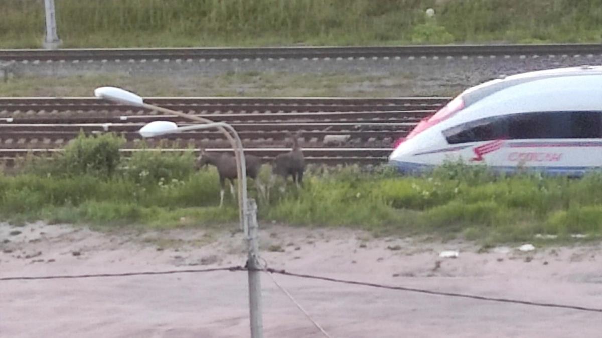 На Пискарёвке заметили двух лосей, переходящих железнодорожные пути с соблюдением правил