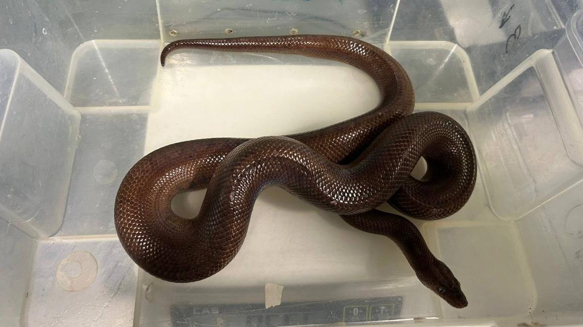 Прокуратура и чиновники пресекли незаконную демонстрацию змей в Александровском парке