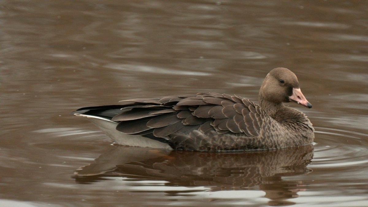 Живая страничка Павла Глазкова: Петербург почтил своим присутствием гусь-белолобик