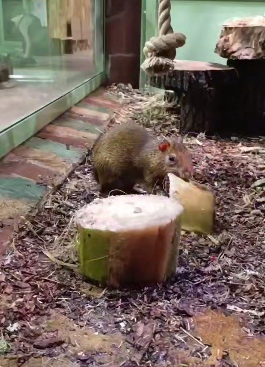 Скриншот видео: Ленинградский зоопарк