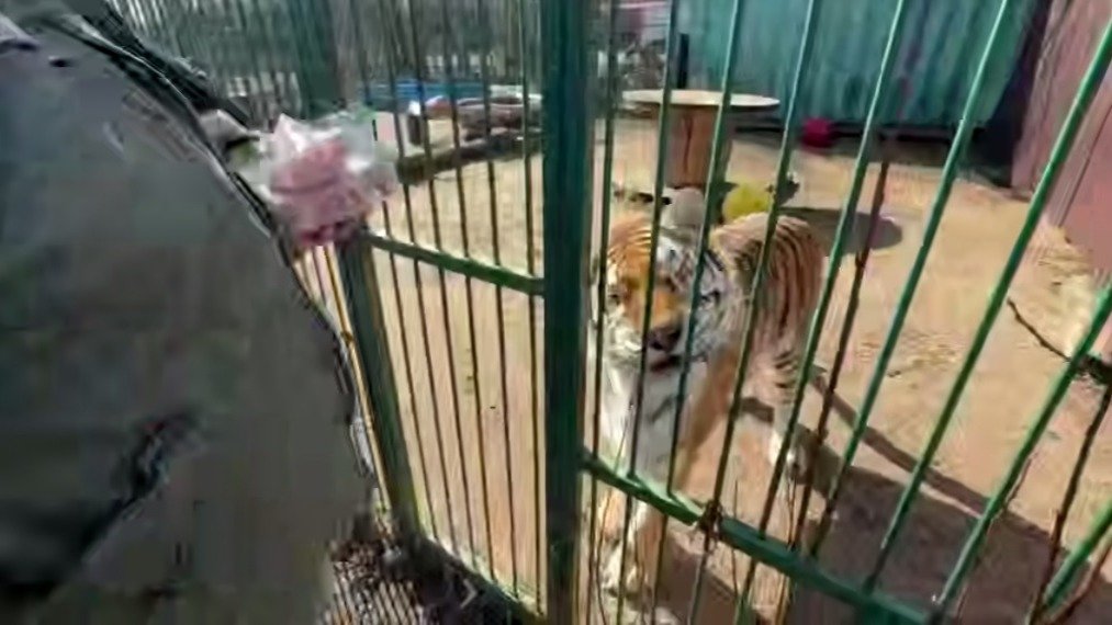 Скриншот видео: telegram-канал Светланы Радионовой