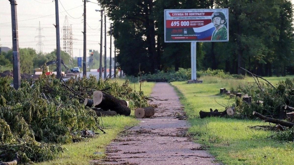 Вырубка деревьев фото