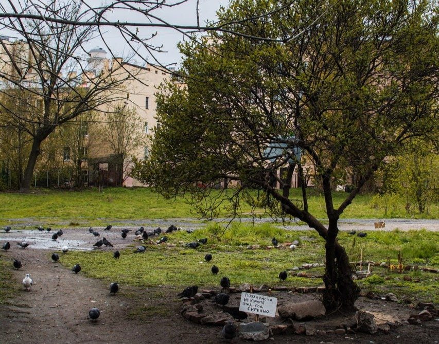 Фото: «Общественный сад»