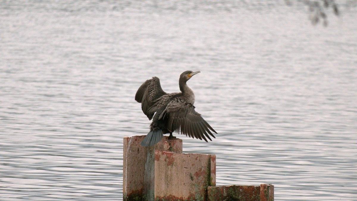 Фото: Павел Глазков / «Каждой твари по паре»