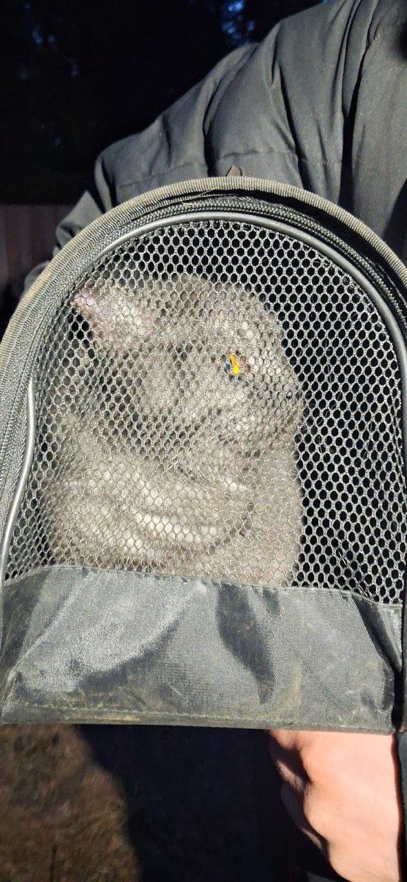 Фото: «Кошкиспас»