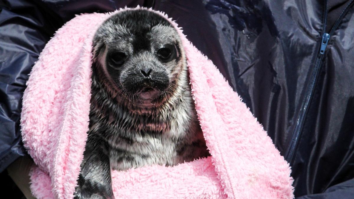 На Ладоге и Финском заливе начался сезон размножения нерп и тюленей