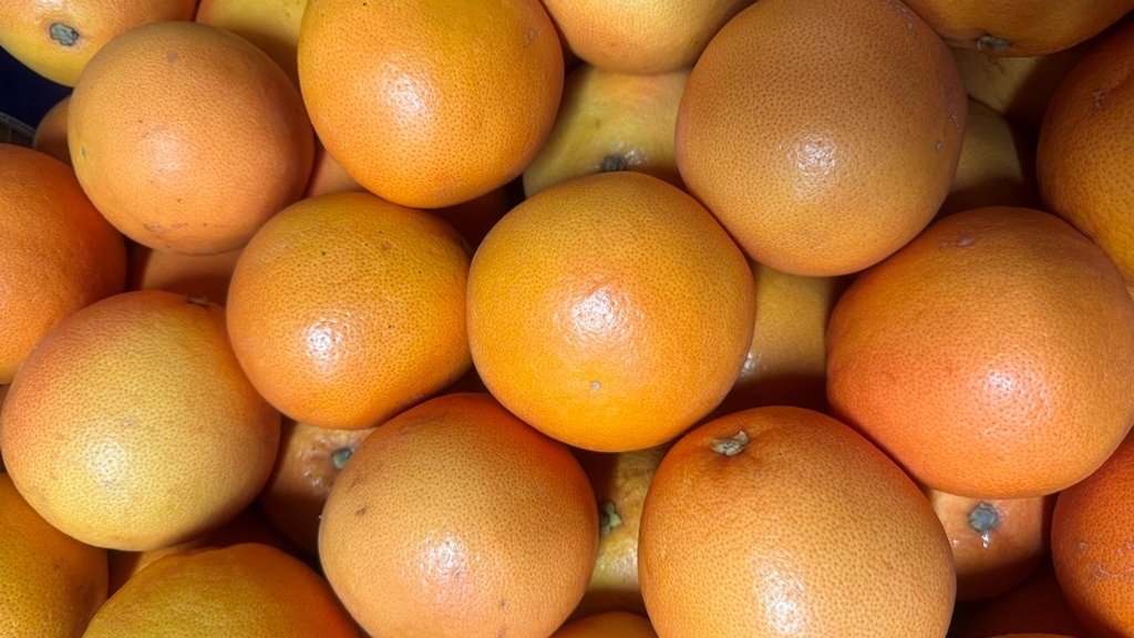 Фото: Северо-Западное управление Россельхознадзора