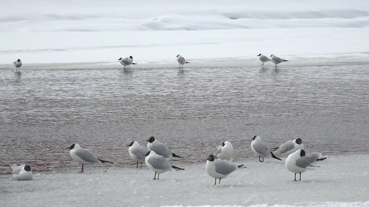 Живая страничка Павла Глазкова: в Петербург после зимовки вернулись озёрные чайки