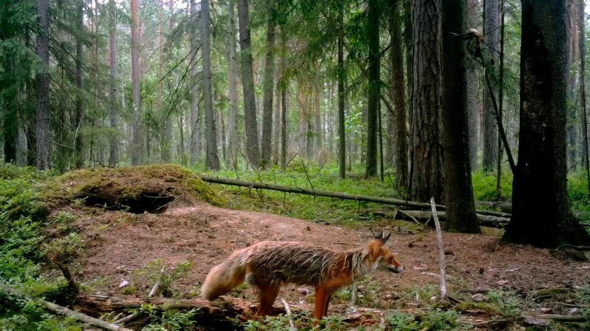Фото: Павел Глазков / «Каждой твари по паре»