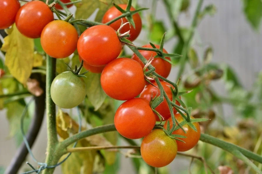tomatoes-4434850_1280.jpg