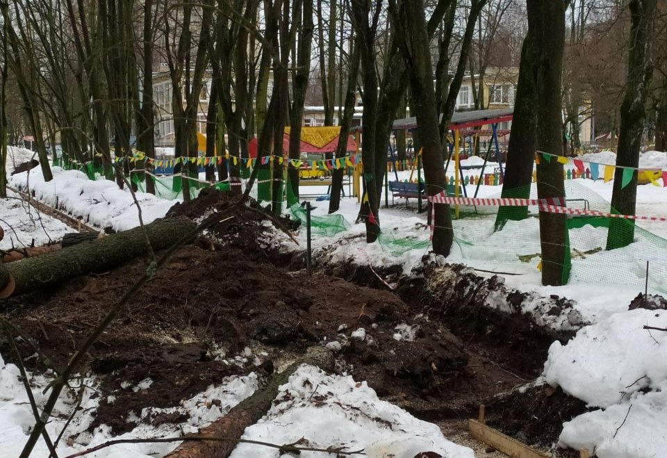 Спиленные сосны. Фото: МО «Гражданка»