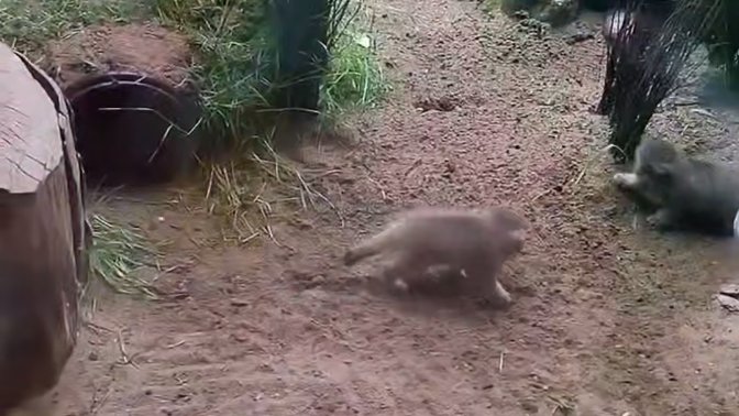 Скриншот видео: Ленинградский зоопарк
