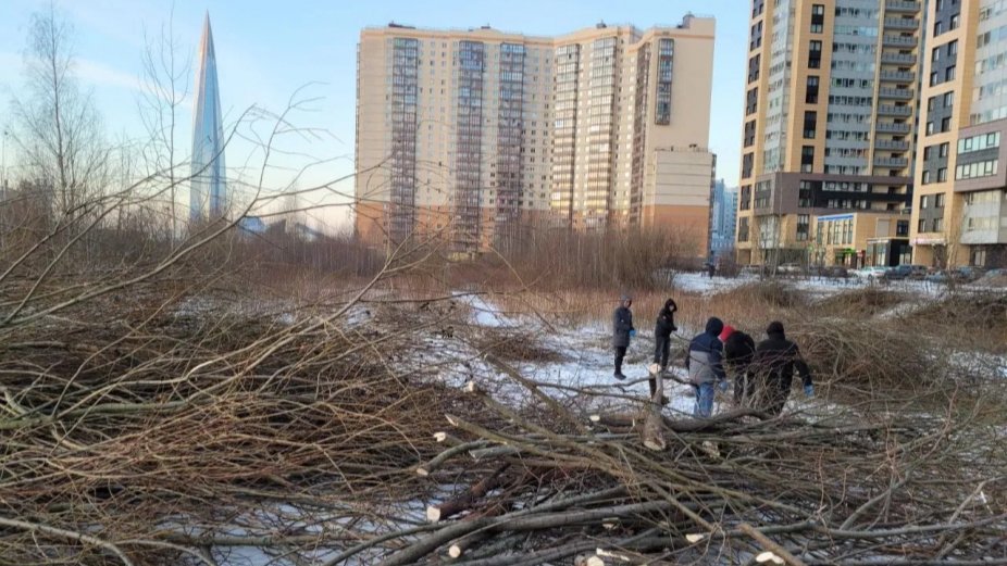 Бастрыкин поручил проверить законность вырубки деревьев на Мебельной улице