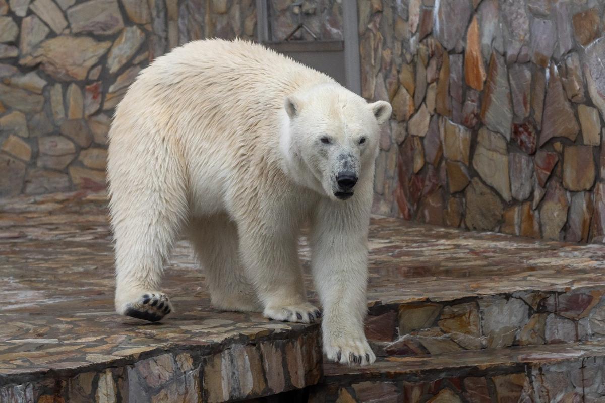 Белая медведица Хаарчаана. Фото: Олег Золото / MR7