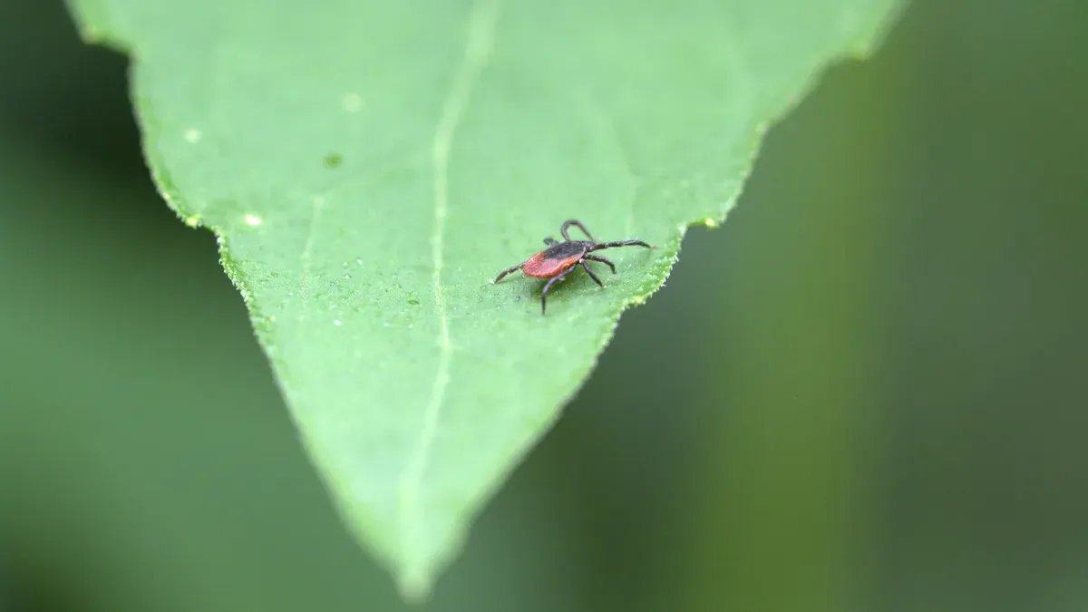 За неделю более 1,3 тысячи человек обратились в больницы Петербурга из-за укусов клещей