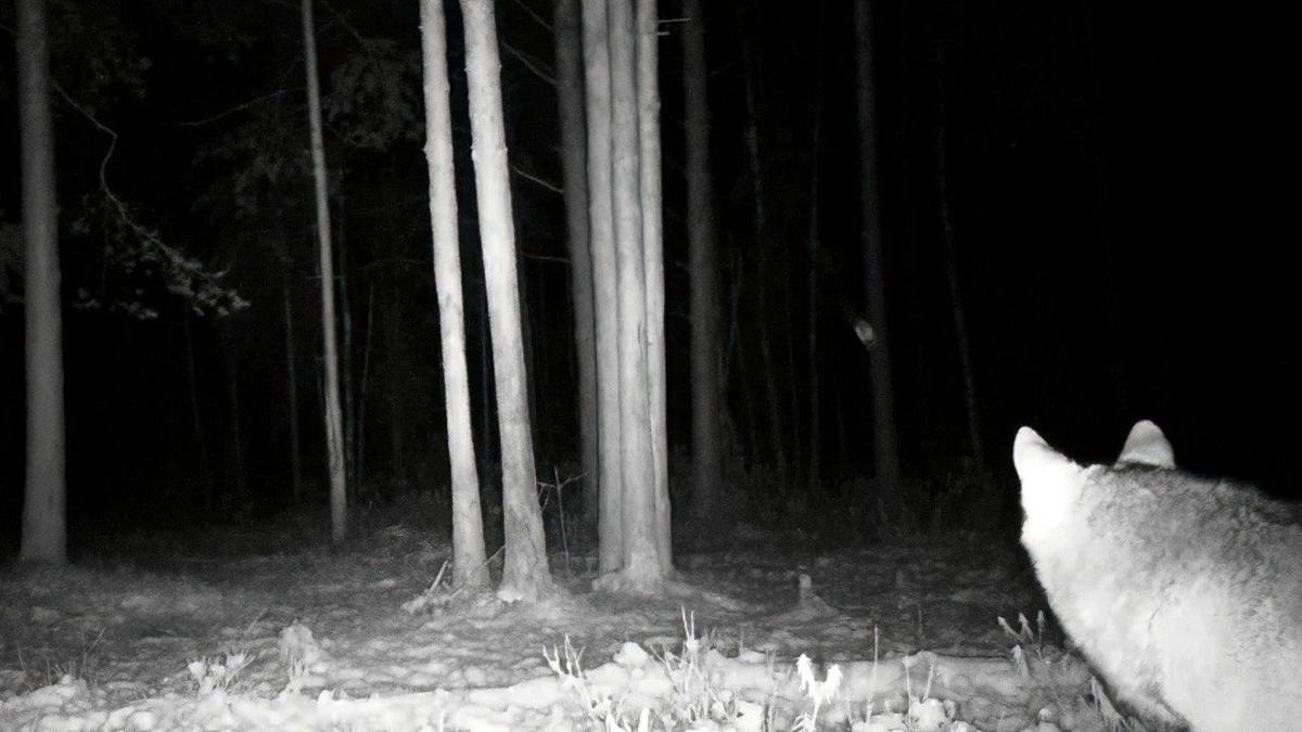 Фото: Павел Глазков / «Каждой твари по паре»