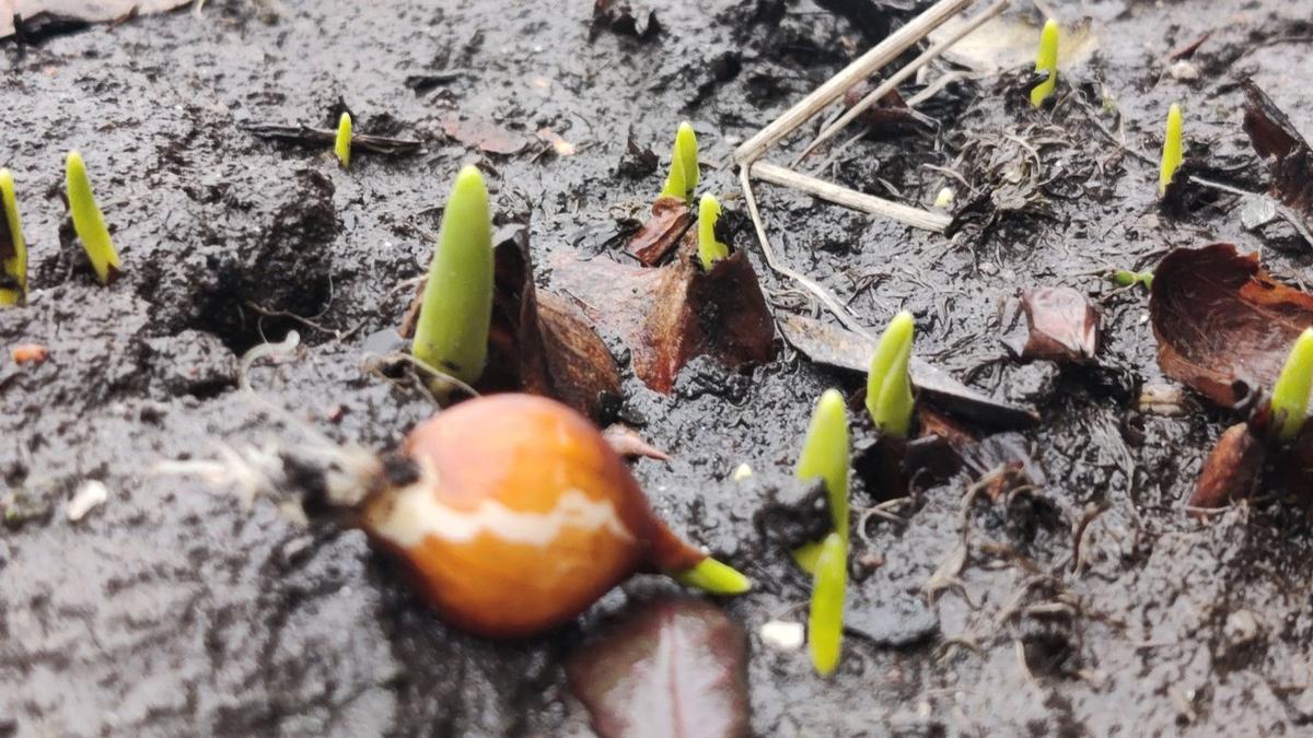 Весна в январе: в Петербурге цветы стали пробиваться из-под земли