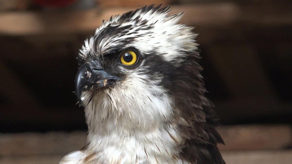 Живая страничка Павла Глазкова: Выборгские рыбаки спасли краснокнижную птицу скопу