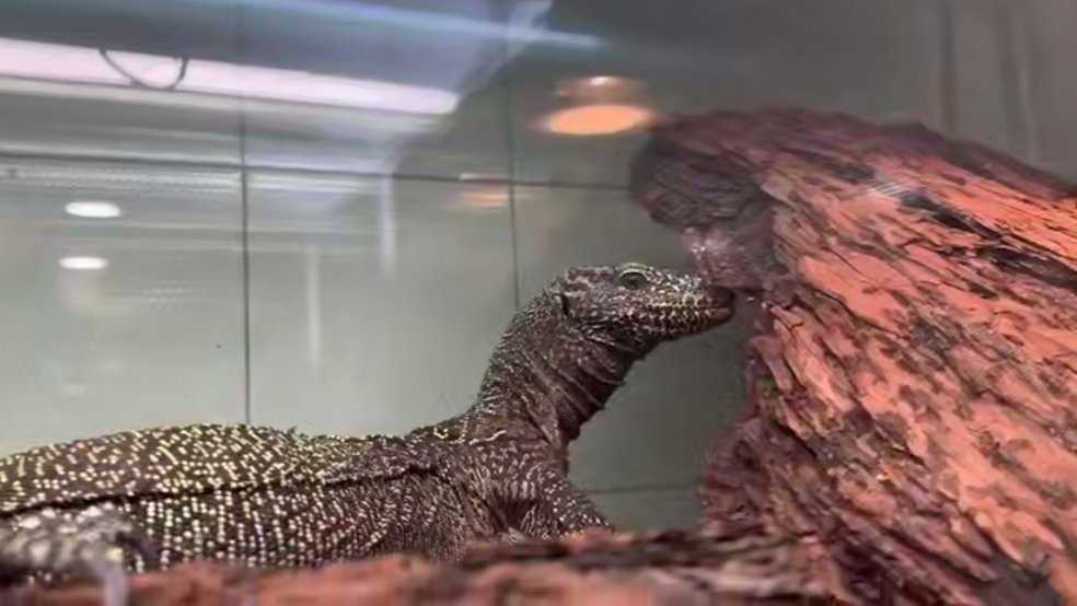 Скриншот видео: Ленинградский зоопарк