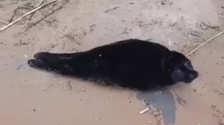 Фото:  скриншот видео из группы «Спасение тюленей»