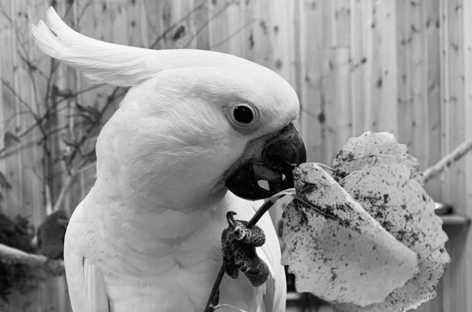 Фото: «МИР ПОПУГАЕВ»