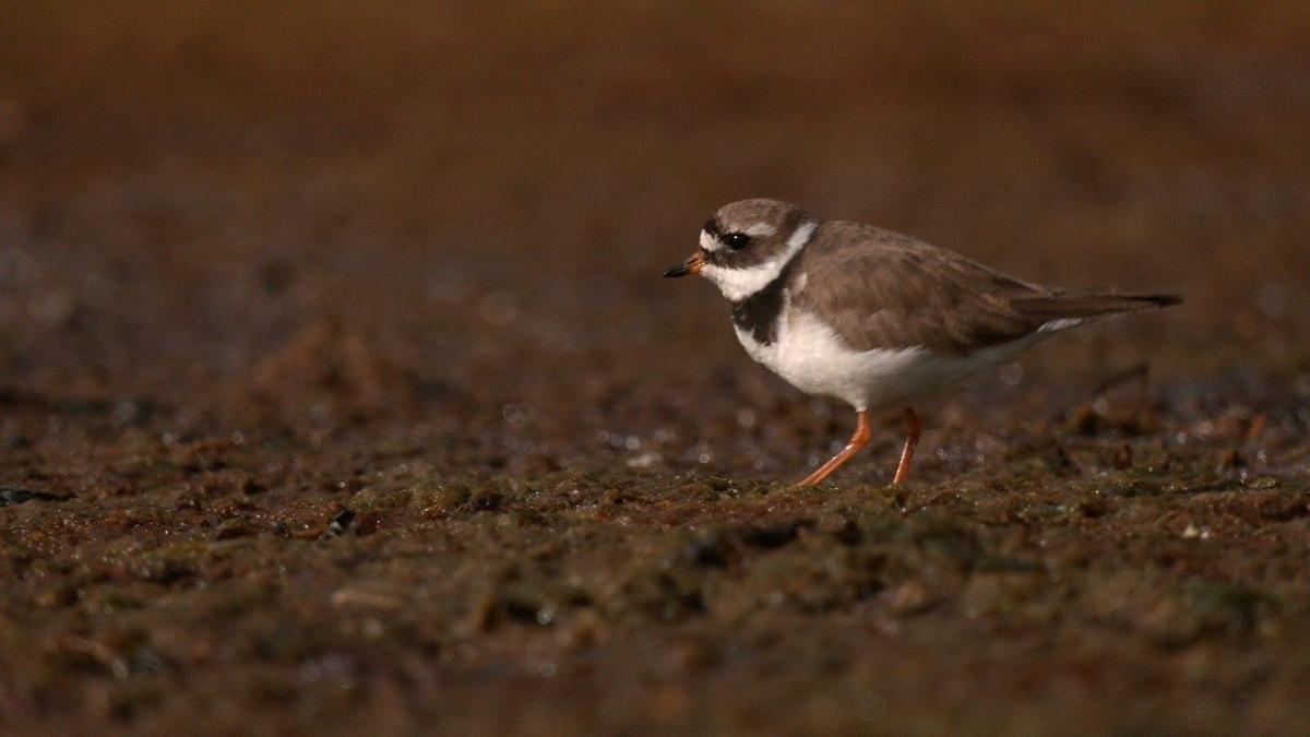 Фото: «Каждой твари по паре»