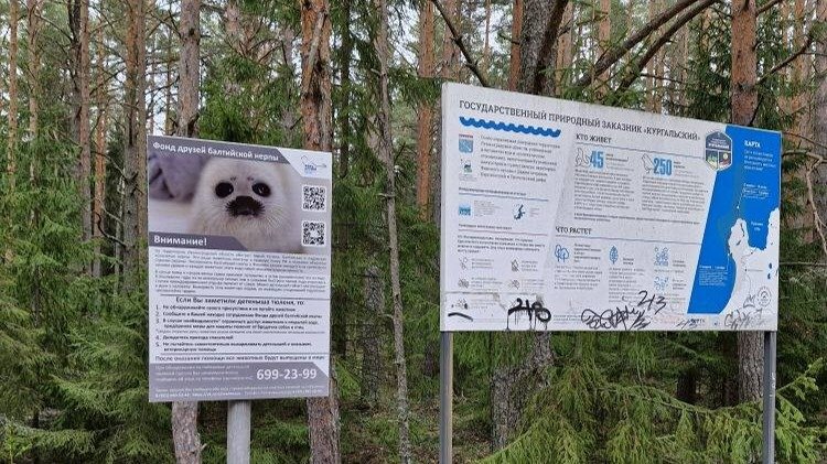 Инструкции по спасению тюленей и нерп появились на Финском заливе