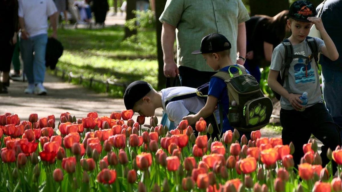 На Елагином острове стартовал фестиваль тюльпанов | 18.05.2024 |  Санкт-Петербург - БезФормата