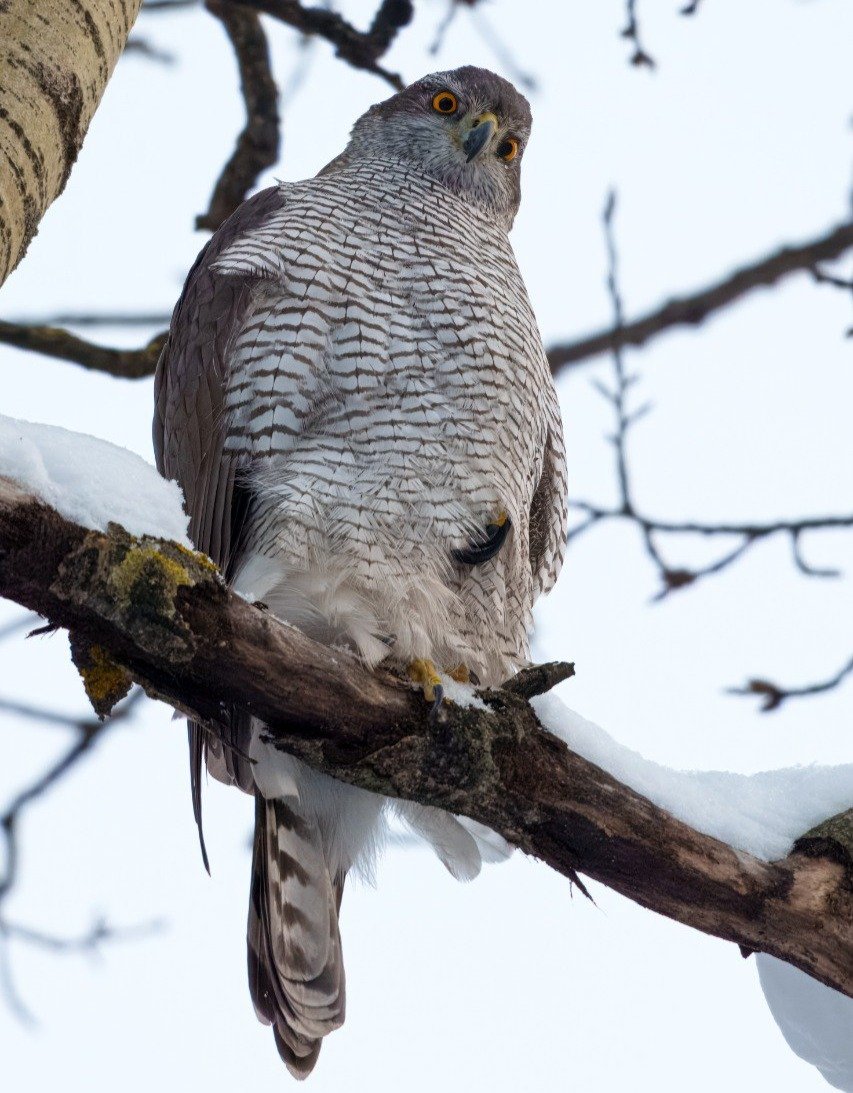 Фото: Станислав Крутоверцев / «Каждой твари по паре»