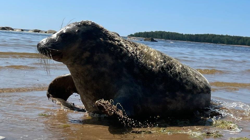 Фото: пресс-служба ГУП «Водоканал Санкт-Петербурга»