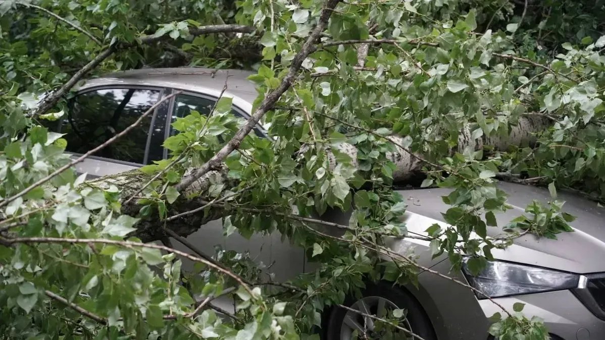 Петербурженке выплатили 120 тысяч рублей за повреждённый от падения дерева автомобиль