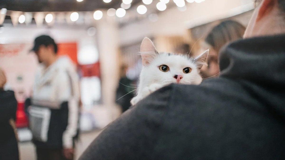На фестивале WOOF FEST можно будет забрать домой собак и кошек из приюта
