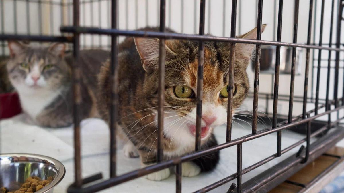 Фото: Дмитрий Абрамов / MR7