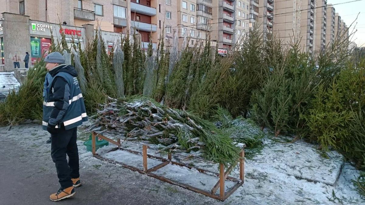 26 незаконных ёлочных базаров ликвидировали в Петербурге