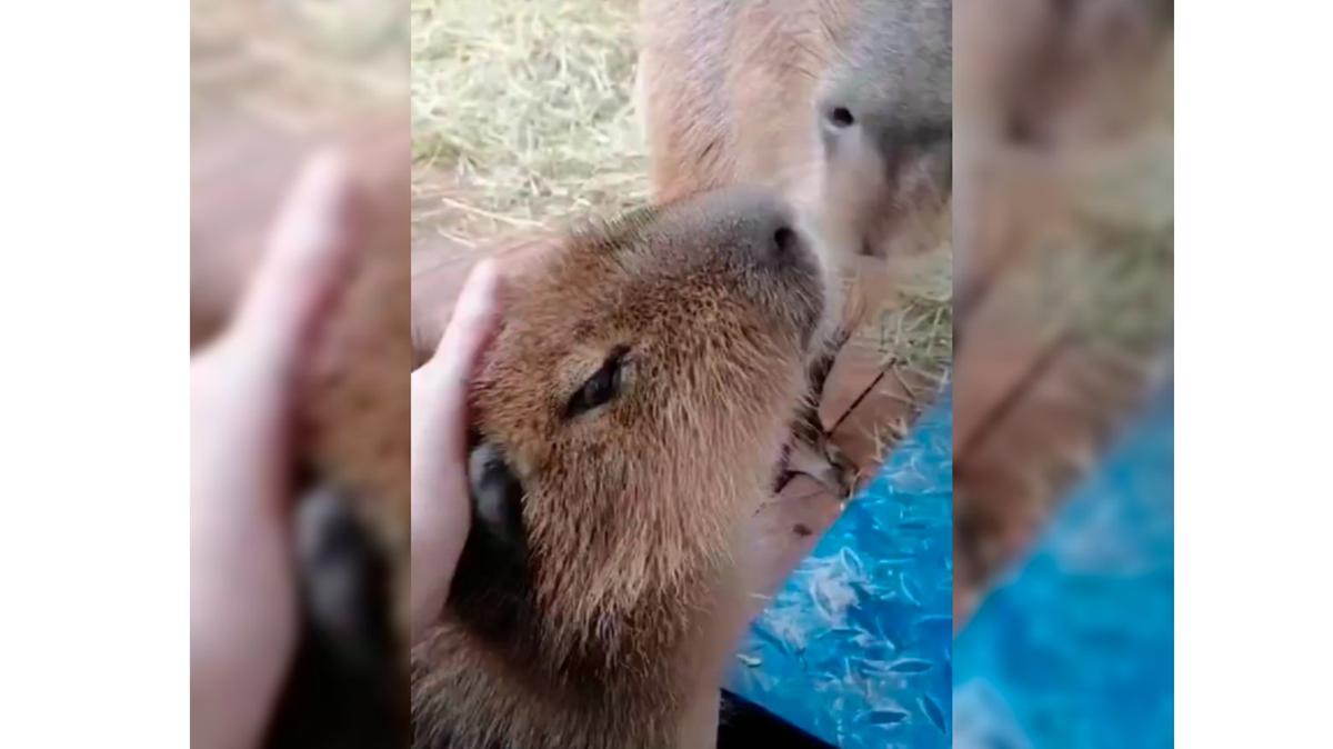 У капибар в Ленинградском зоопарке родилось двое детёнышей