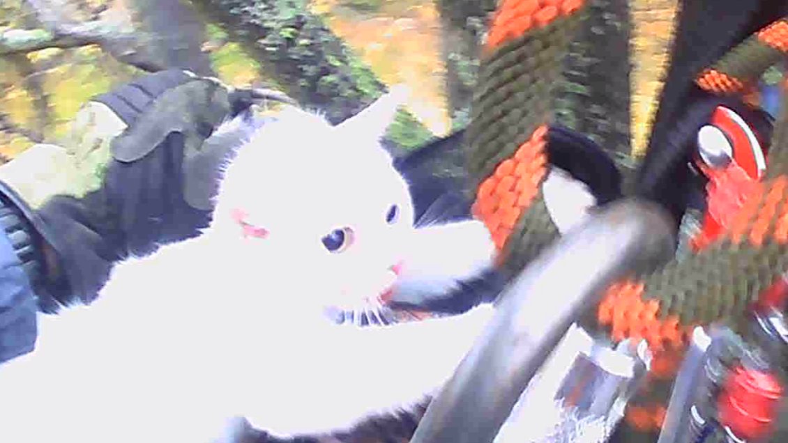 Скриншот видео: «Кошкиспас»