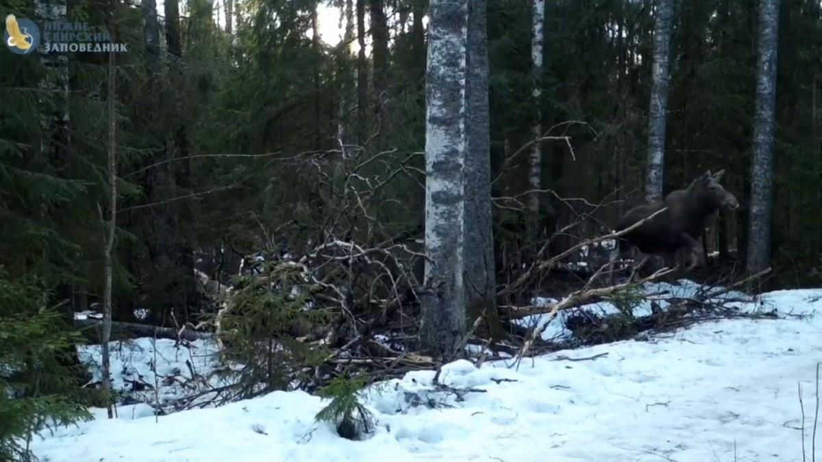 Скриншот видео: «Каждой твари по паре»