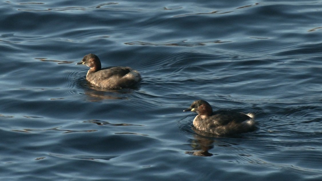 Живая страничка Павла Глазкова: в Петербурге заметили редких уток-поганок