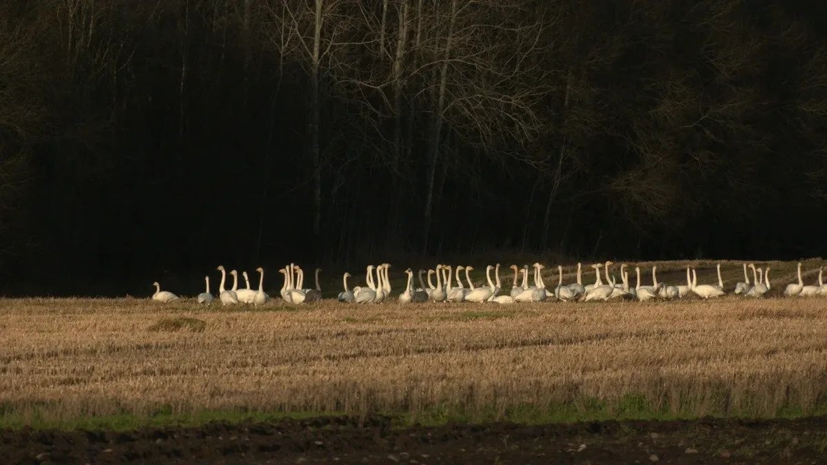 Фото: Павел Глазков / «Каждой твари по паре»