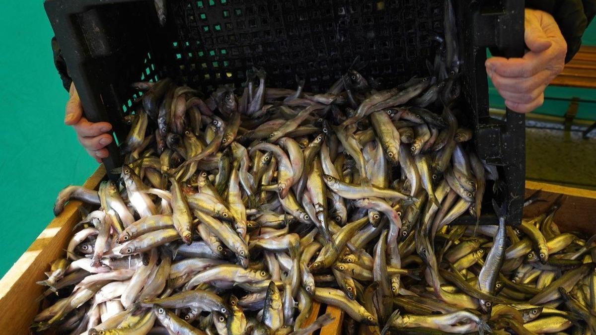 Фото: Павел Борисенко / МР7