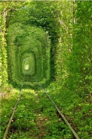 Живой тунель
